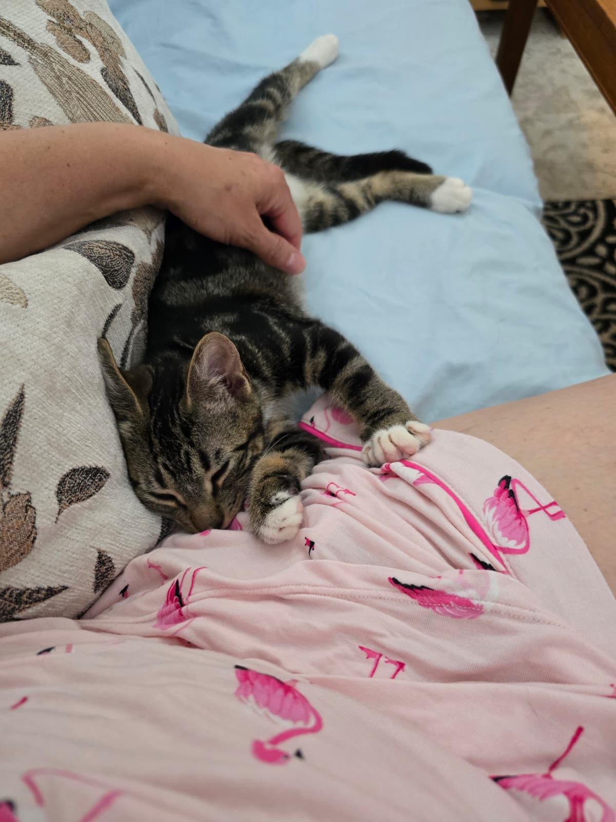 Enlarge Idly, a Adoptable American Shorthair in Highland Park, NJ image 4/6