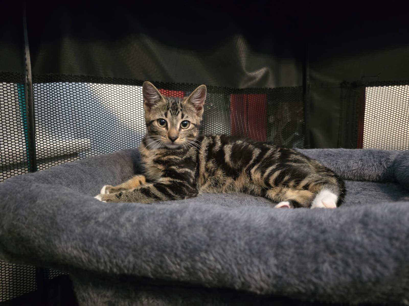 Enlarge Idly, a Adoptable American Shorthair in Highland Park, NJ image 1/6