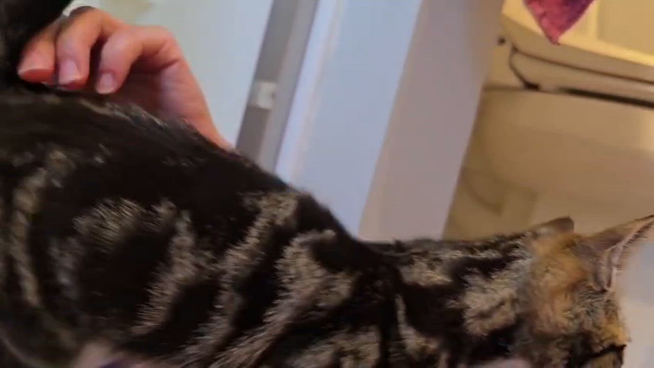 Enlarge Idly, a Adoptable American Shorthair in Highland Park, NJ video 6/6