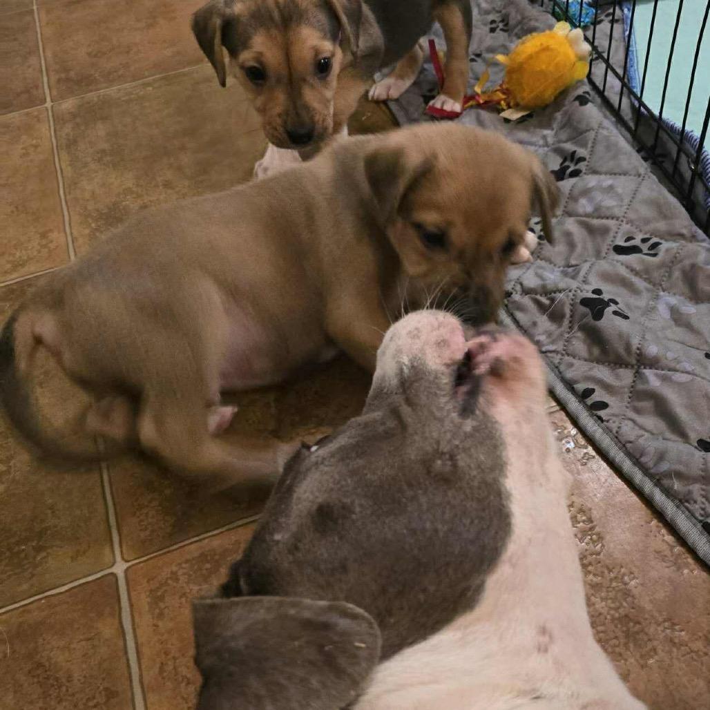 Enlarge Chance, a Adoptable mixed breed in Griswold, CT image 1/6