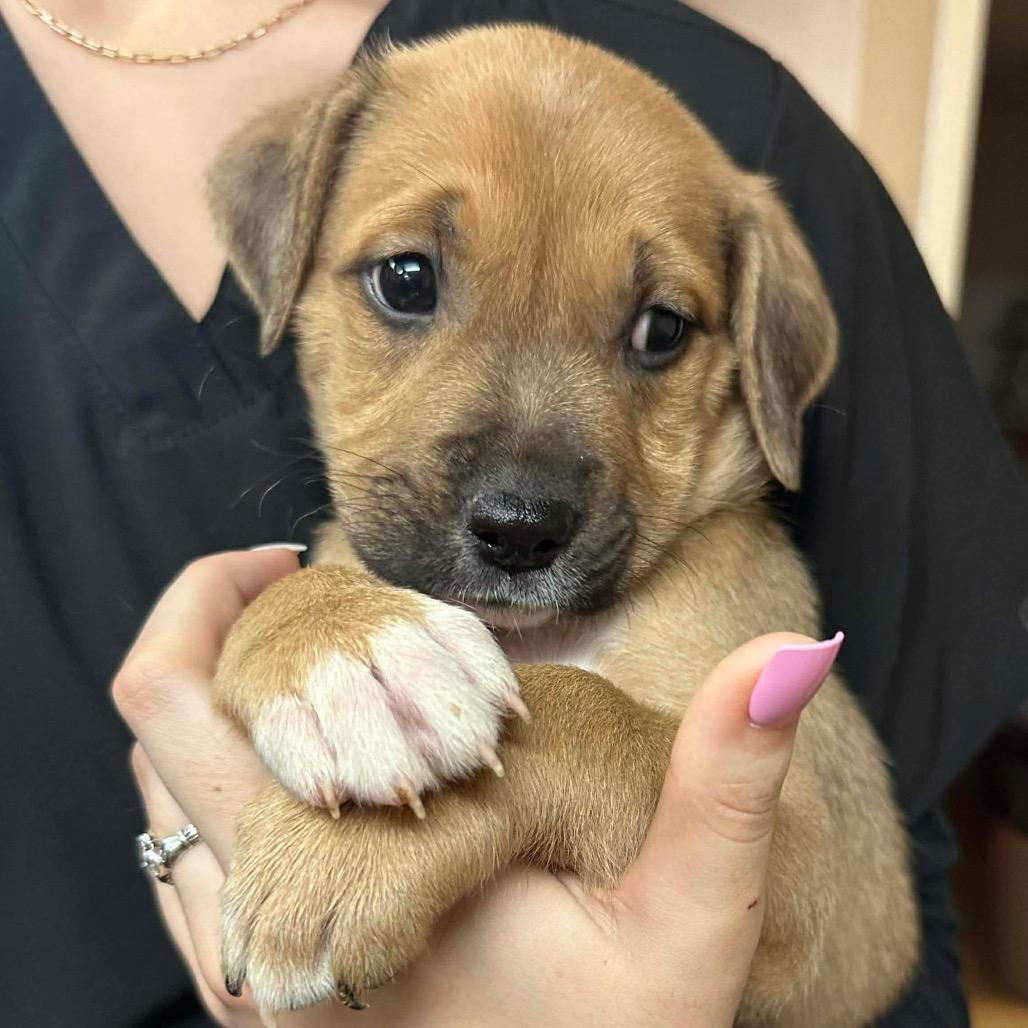 Enlarge Chance, a Adoptable mixed breed in Griswold, CT image 2/6