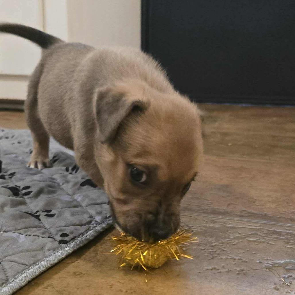 Enlarge Chance, a Adoptable mixed breed in Griswold, CT image 3/6