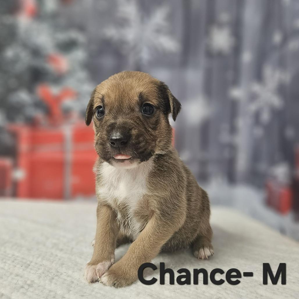 Enlarge Chance, a Adoptable mixed breed in Griswold, CT image 4/6