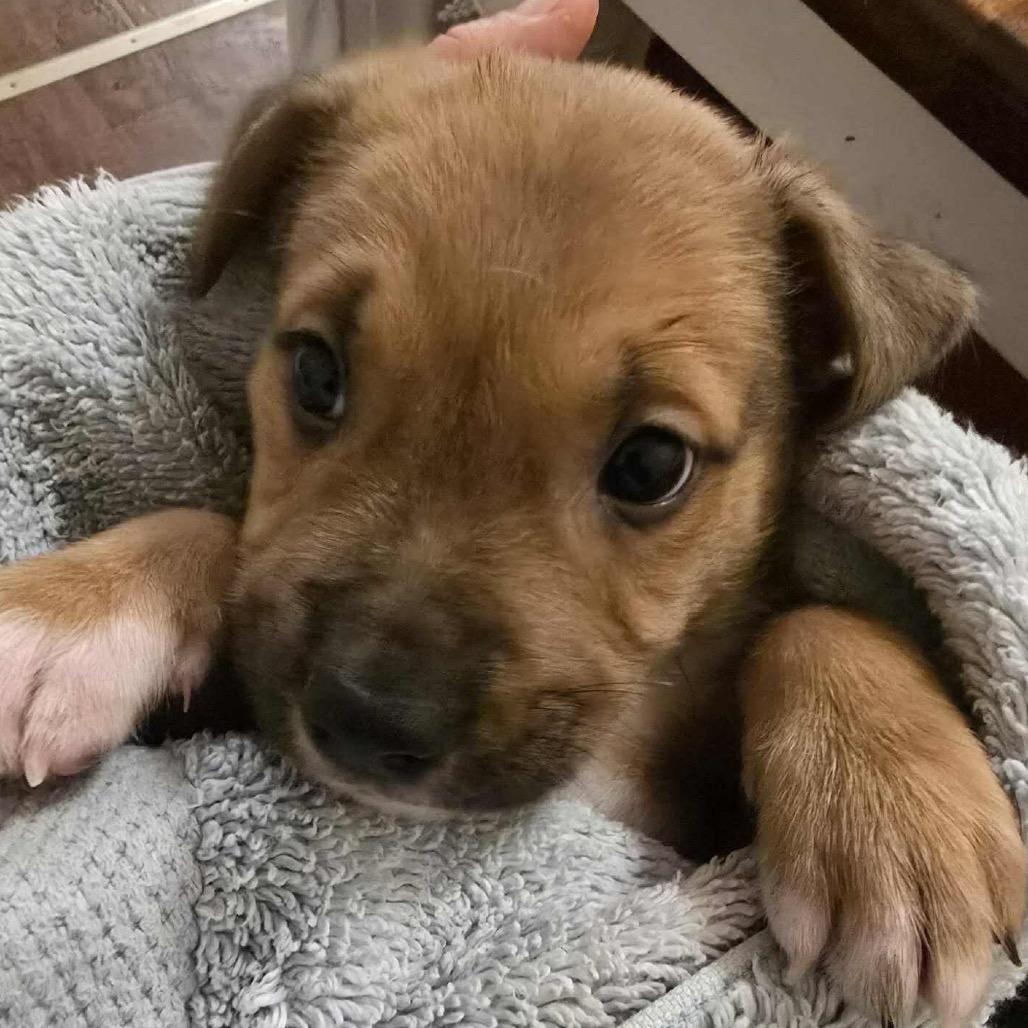 Enlarge Chance, a Adoptable mixed breed in Griswold, CT image 5/6