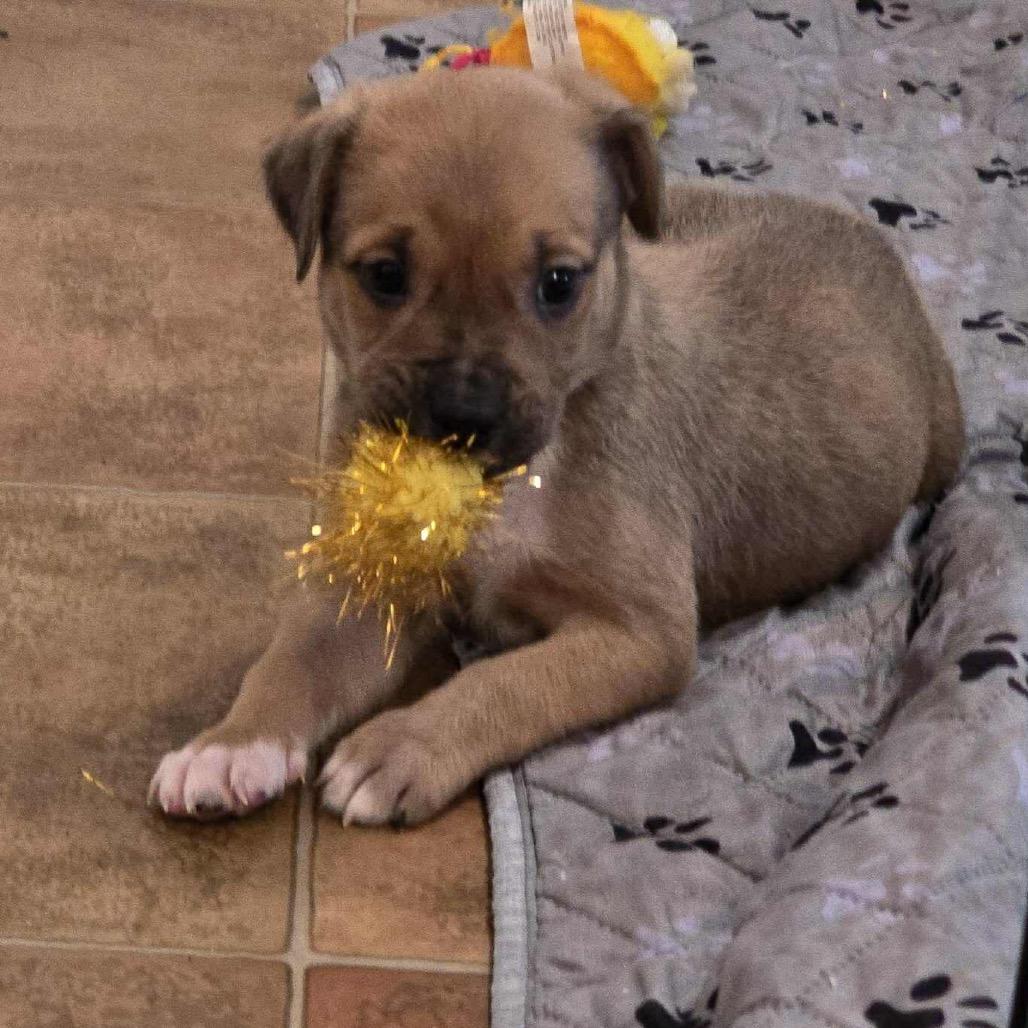 Enlarge Chance, a Adoptable mixed breed in Griswold, CT image 6/6