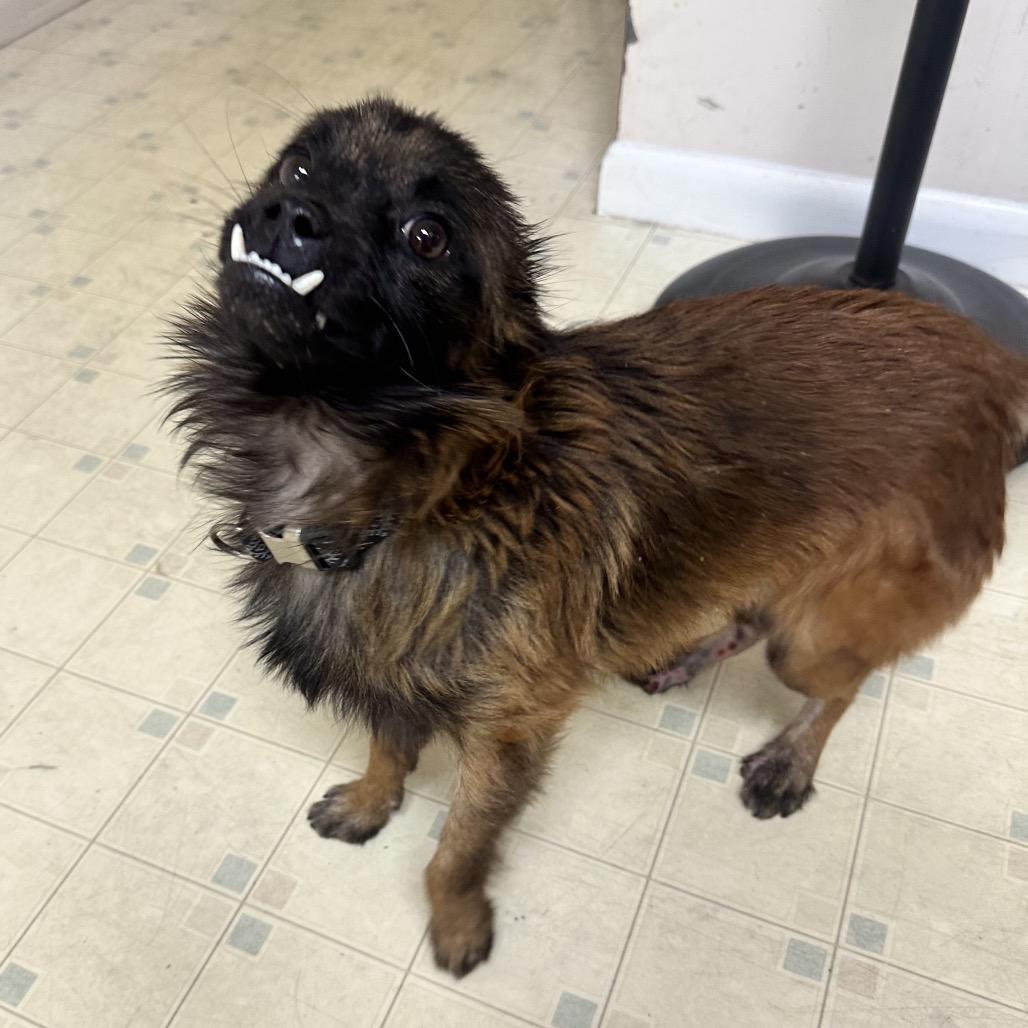 Chuey, Adoptable, Young Male Terrier.