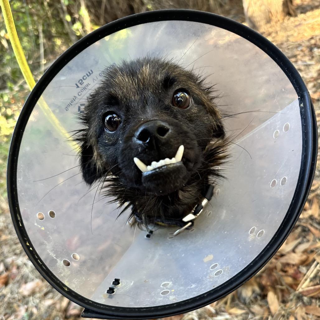 Enlarge Chuey, a Adoptable Terrier in North Port, FL image 2/6