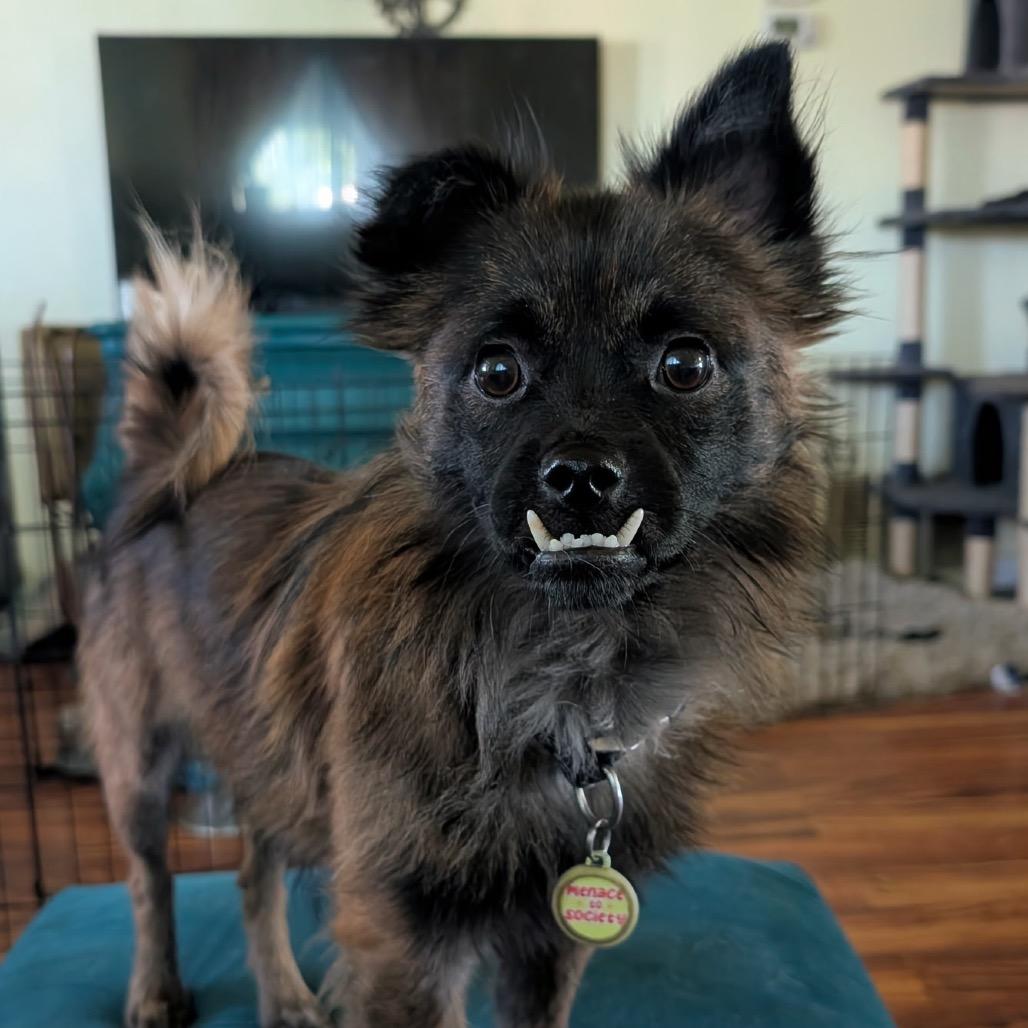 Enlarge Chuey - adoption pending!, a Adoptable Terrier in North Port, FL image 3/6