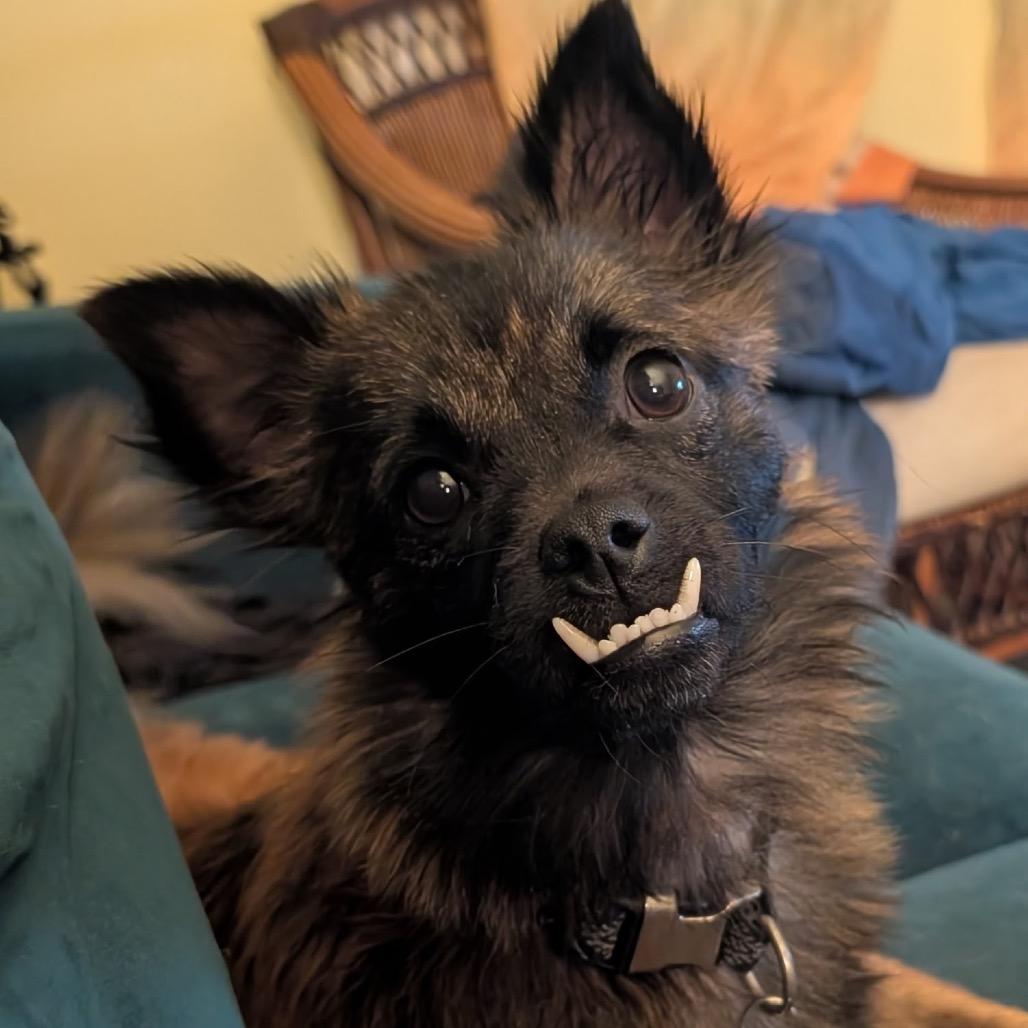 Enlarge Chuey, a Adoptable Terrier in North Port, FL image 3/6