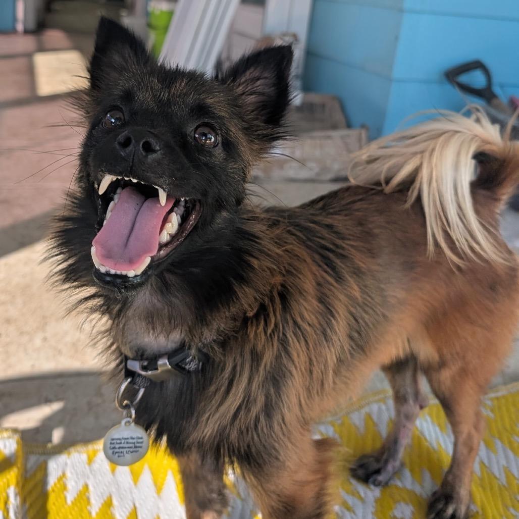 Chuey, a Adoptable Terrier in North Port, FL image 3/6