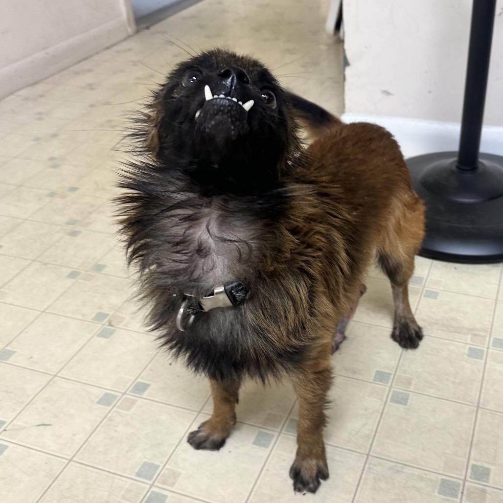 Enlarge Chuey, a Adoptable Terrier in North Port, FL image 5/6