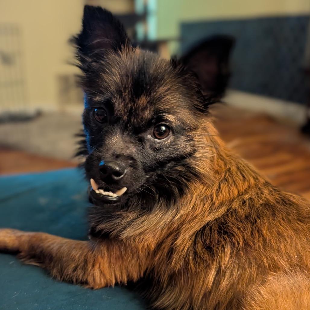 Enlarge Chuey, a Adoptable Terrier in North Port, FL image 6/6