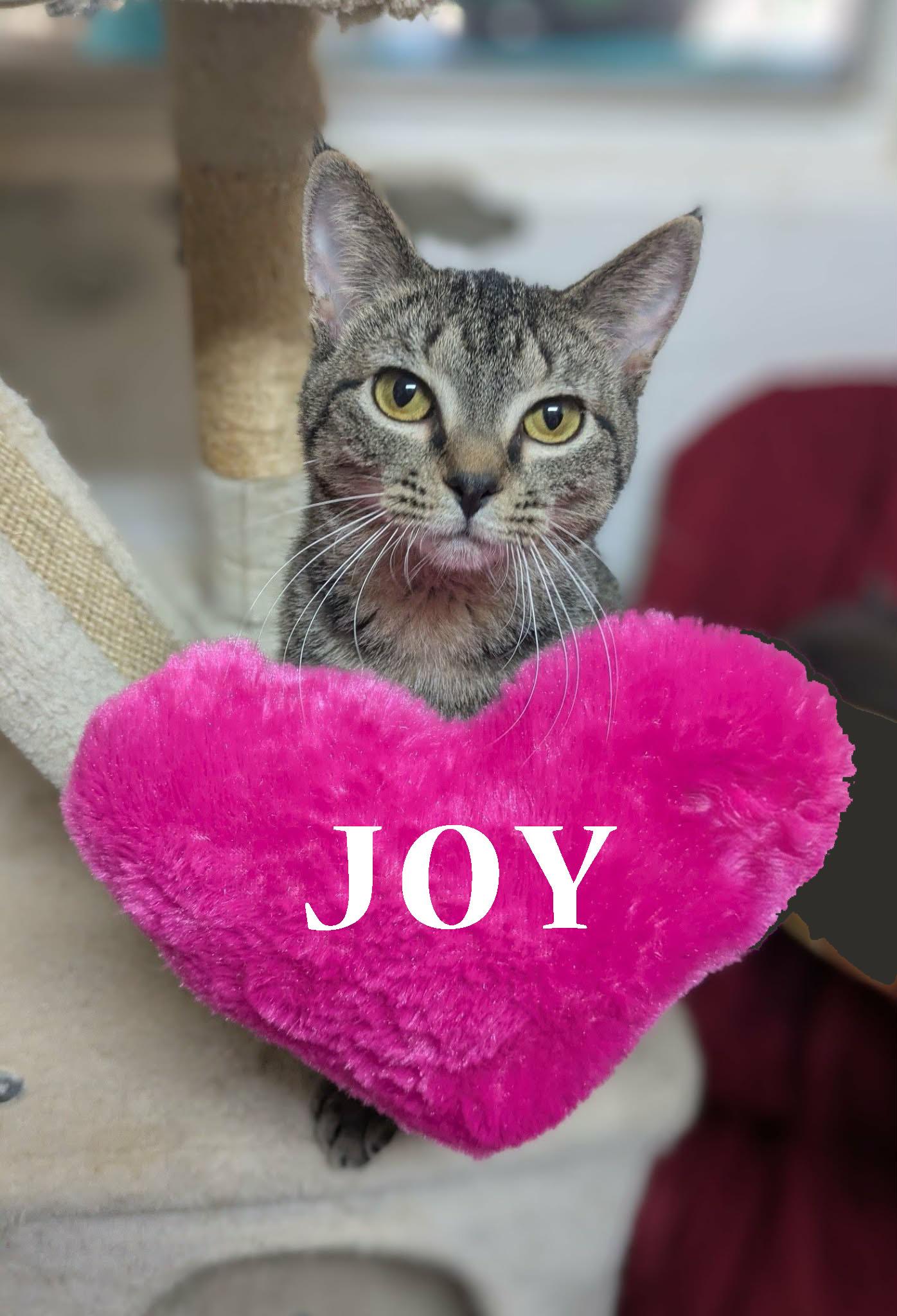 Enlarge Joy, a ADOPTABLE mixed breed in Ozark, AL image 4/4
