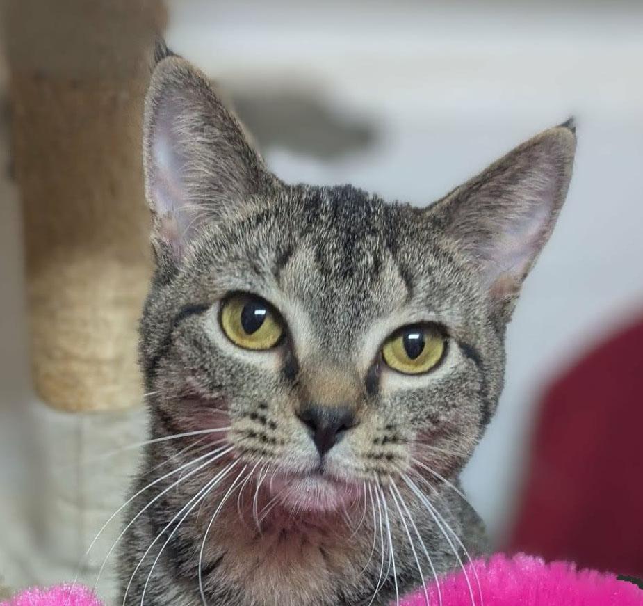 Joy, ADOPTABLE, Kitten Female Domestic Short Hair.