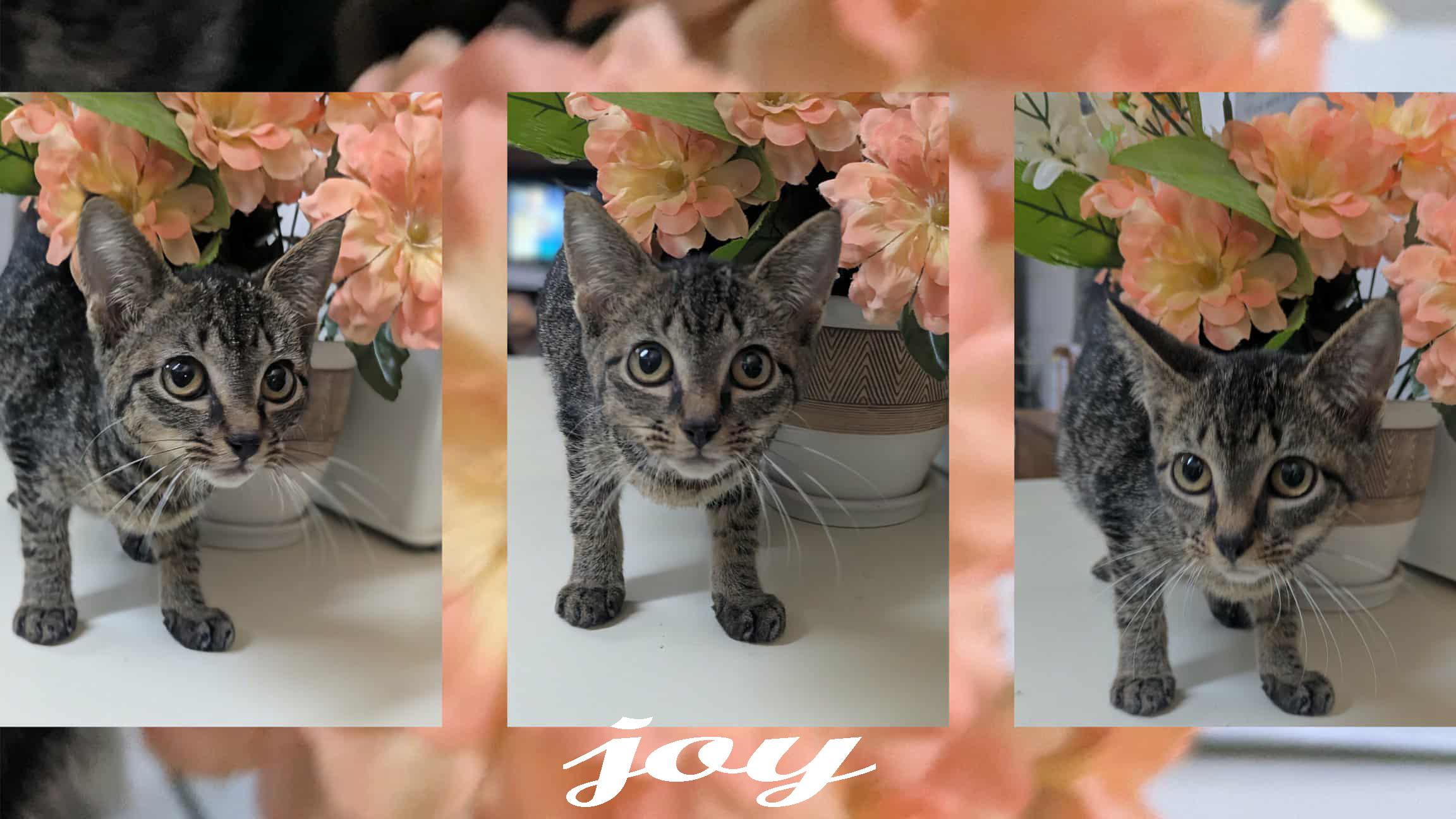 Enlarge Joy, a ADOPTABLE mixed breed in Ozark, AL image 3/4