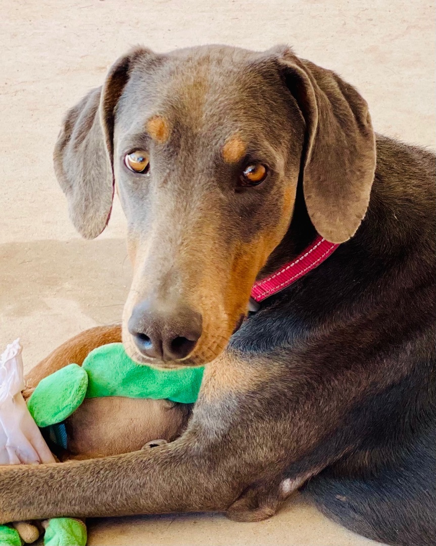 Rhett, a Adoptable Doberman Pinscher in Thatcher, AZ image 1/12