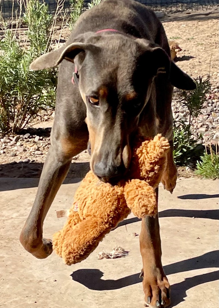 Rhett, a Adoptable Doberman Pinscher in Thatcher, AZ image 2/12