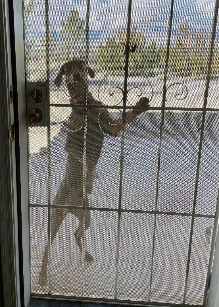 Rhett, a Adoptable Doberman Pinscher in Thatcher, AZ image 3/12