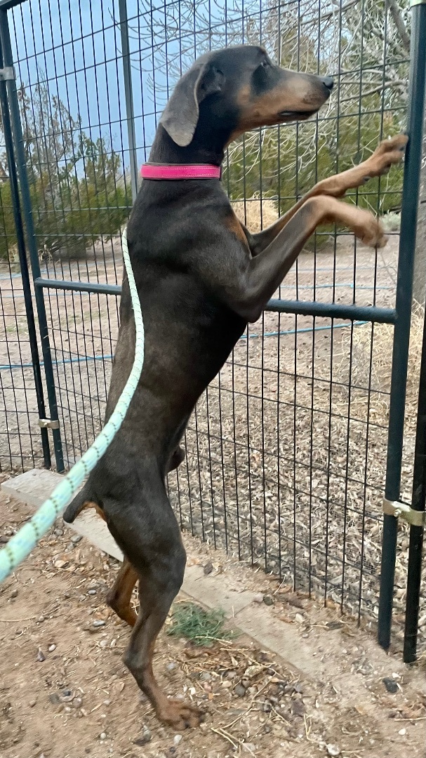 Rhett, a Adoptable Doberman Pinscher in Thatcher, AZ image 4/12