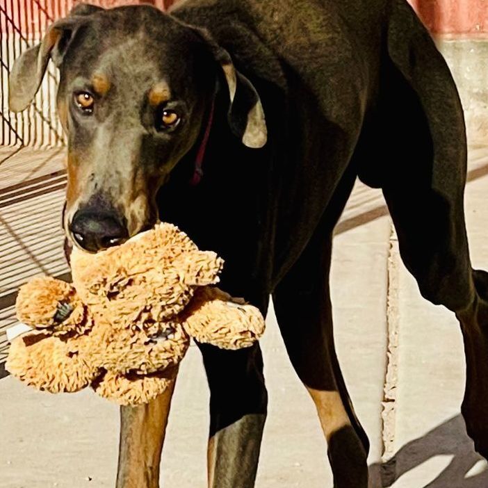 Rhett, a Adoptable Doberman Pinscher in Thatcher, AZ image 5/12