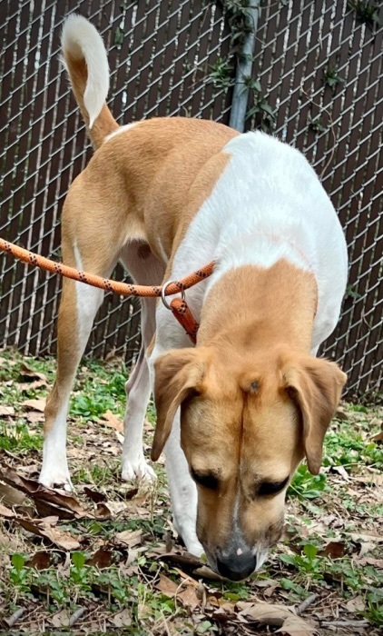 Harper Charles, a Adoptable mixed breed in Waldorf, MD image 2/8