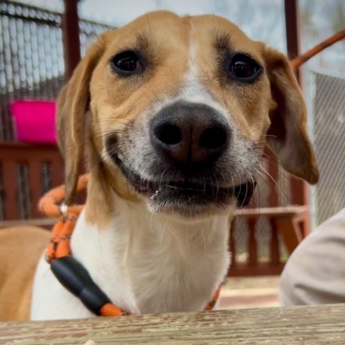 Harper Charles, a Adoptable mixed breed in Waldorf, MD image 3/8