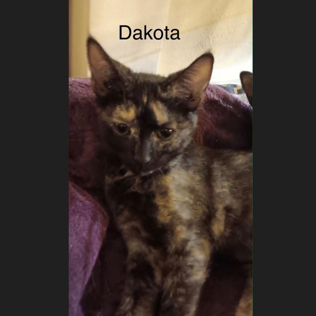 Dakota, Adoptable, Kitten Female Domestic Short Hair.