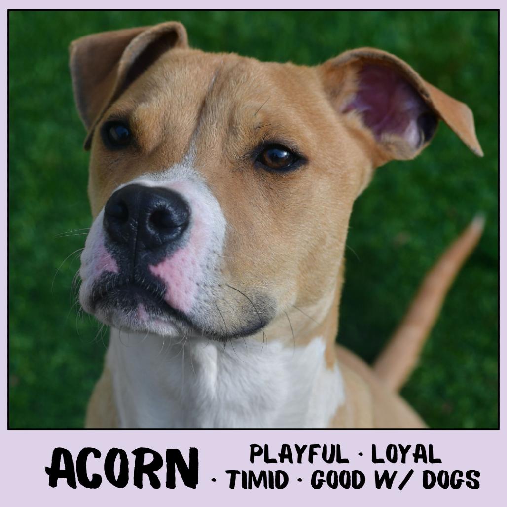 Acorn, Adoptable, Young Male Mixed Breed.