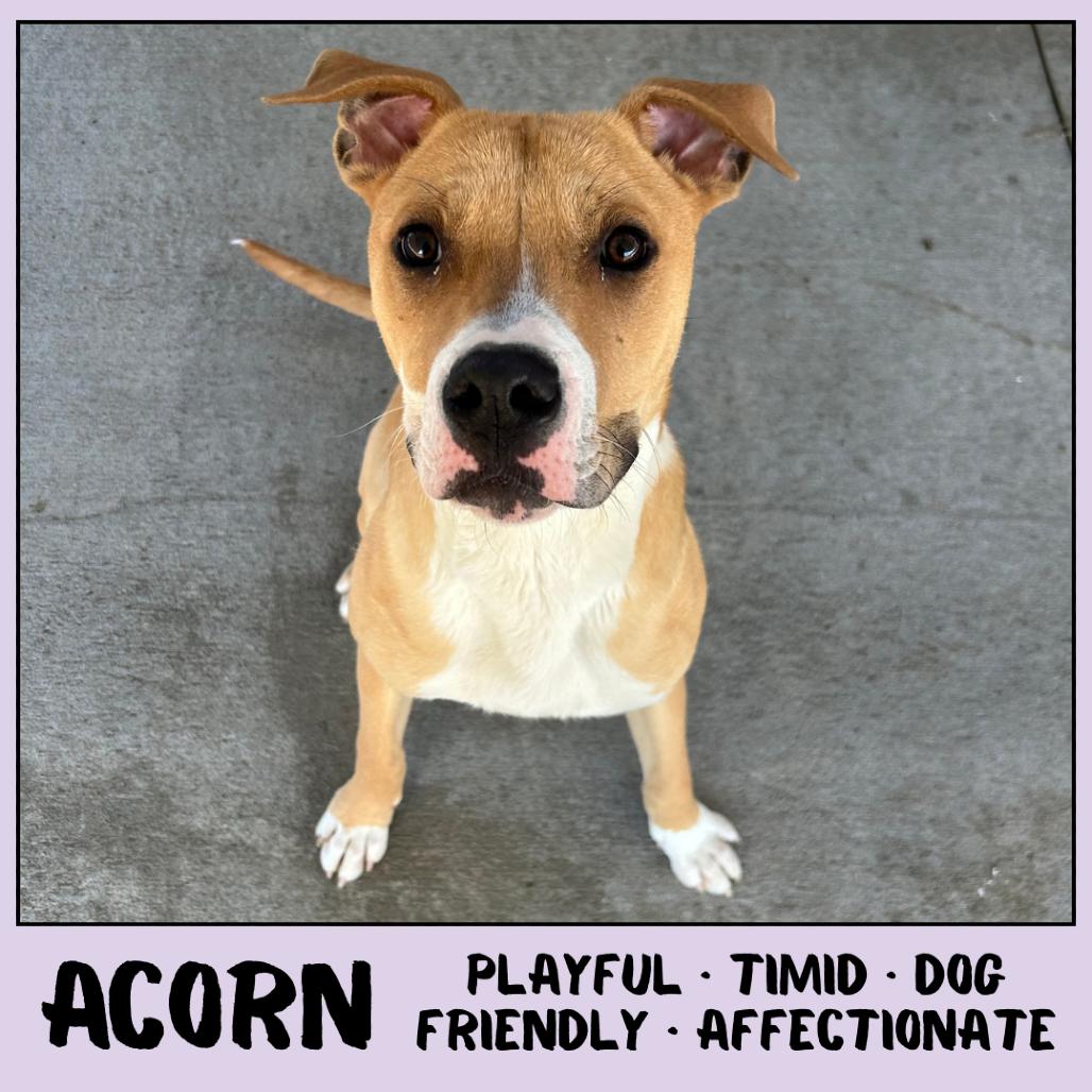 Enlarge Acorn, a Adoptable Mixed Breed in Emporia, KS image 1/6