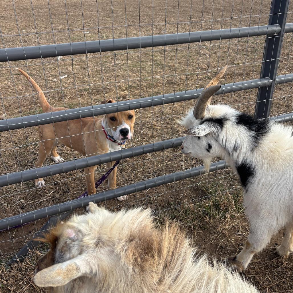 Enlarge Acorn, a Adoptable Mixed Breed in Emporia, KS image 2/6