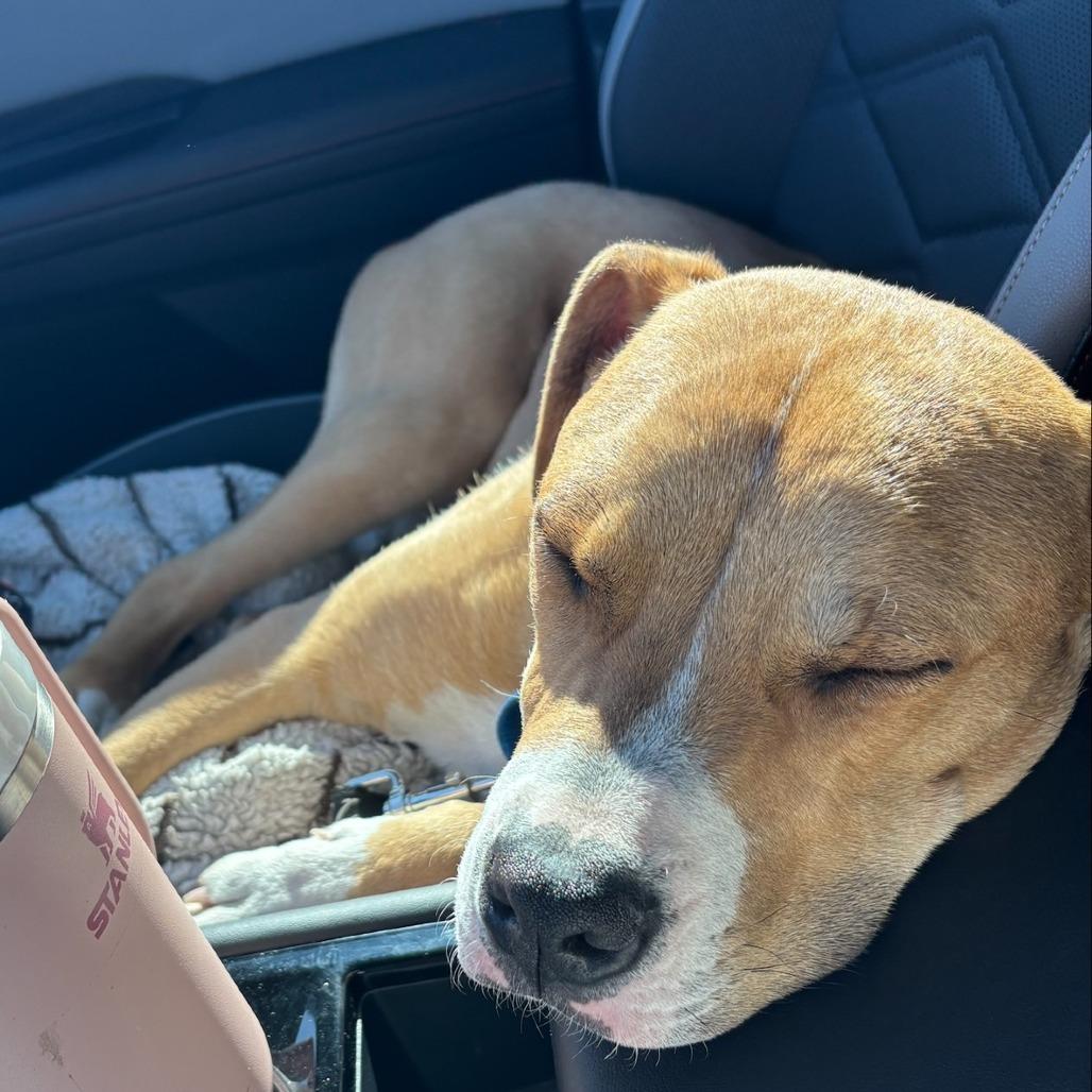 Enlarge Acorn, a Adoptable Mixed Breed in Emporia, KS image 4/6