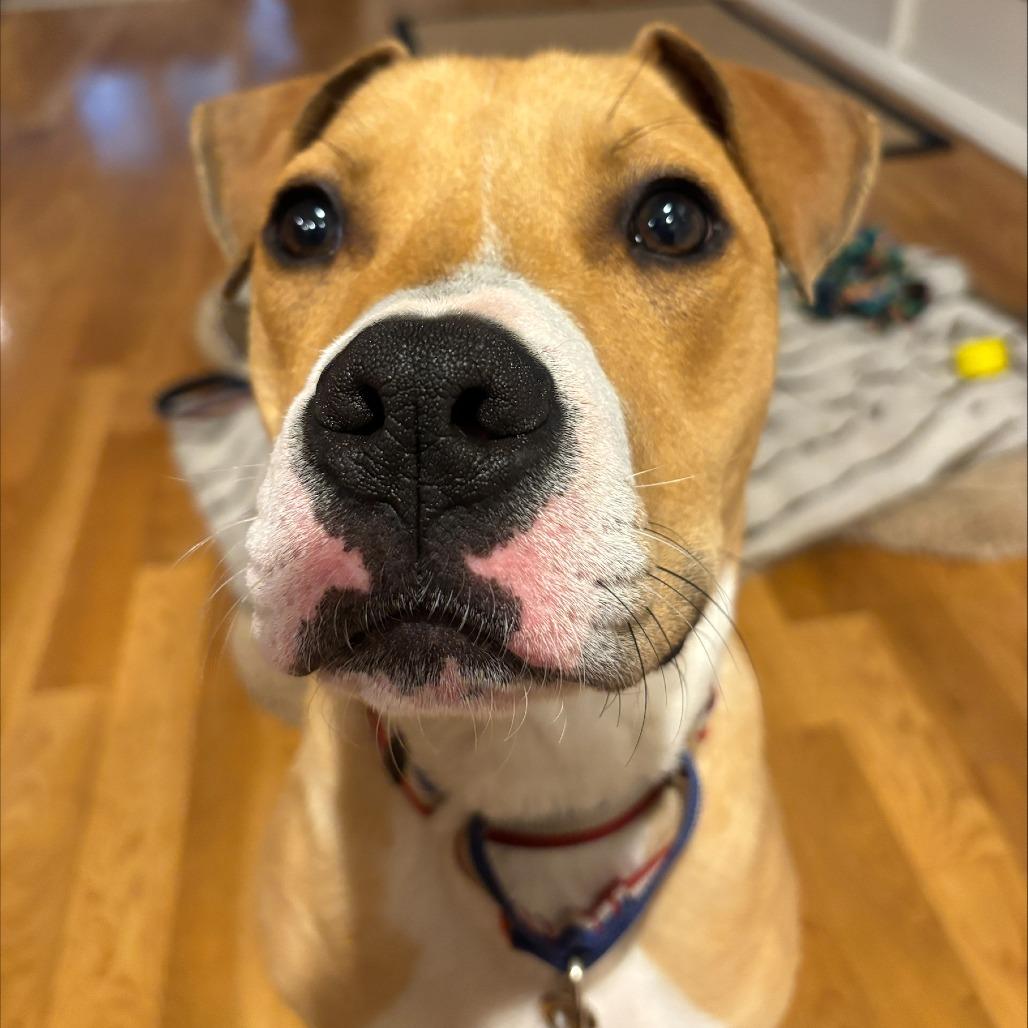 Enlarge Acorn, a Adoptable Mixed Breed in Emporia, KS image 6/6