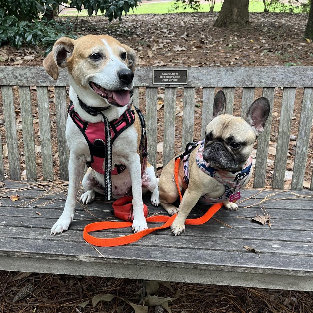 Roxy, Adoptable, Senior Female Beagle & Coonhound.