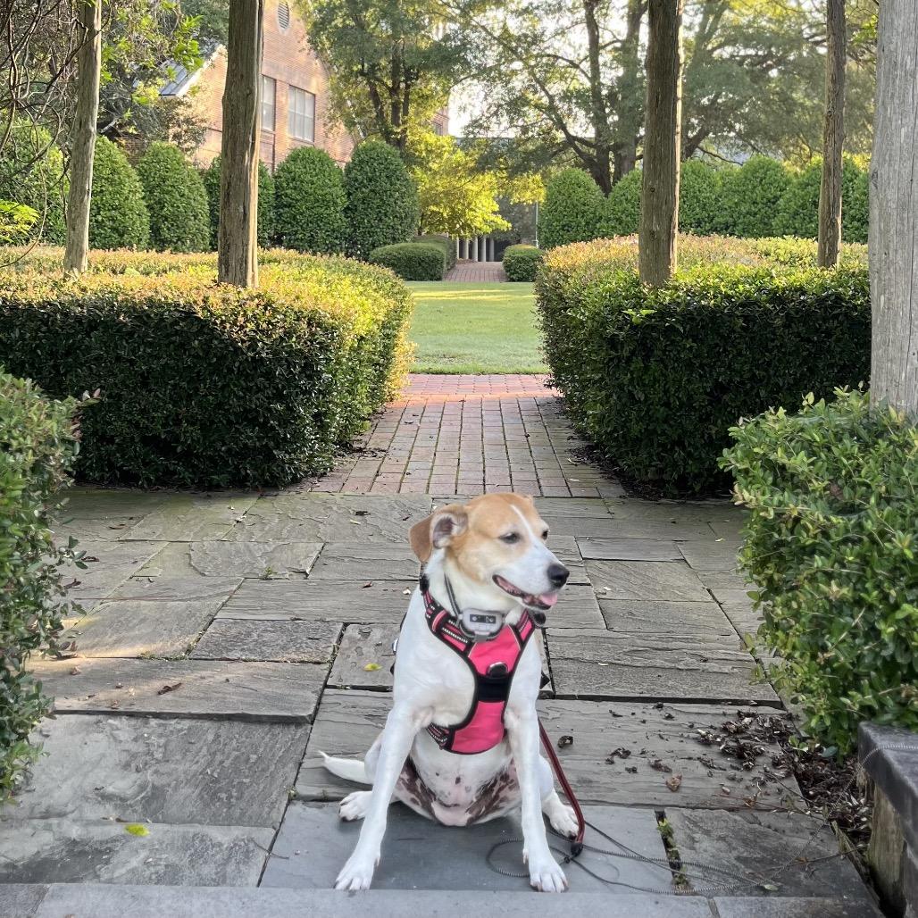 Roxy, a Adoptable mixed breed in Aberdeen, NC image 3/6