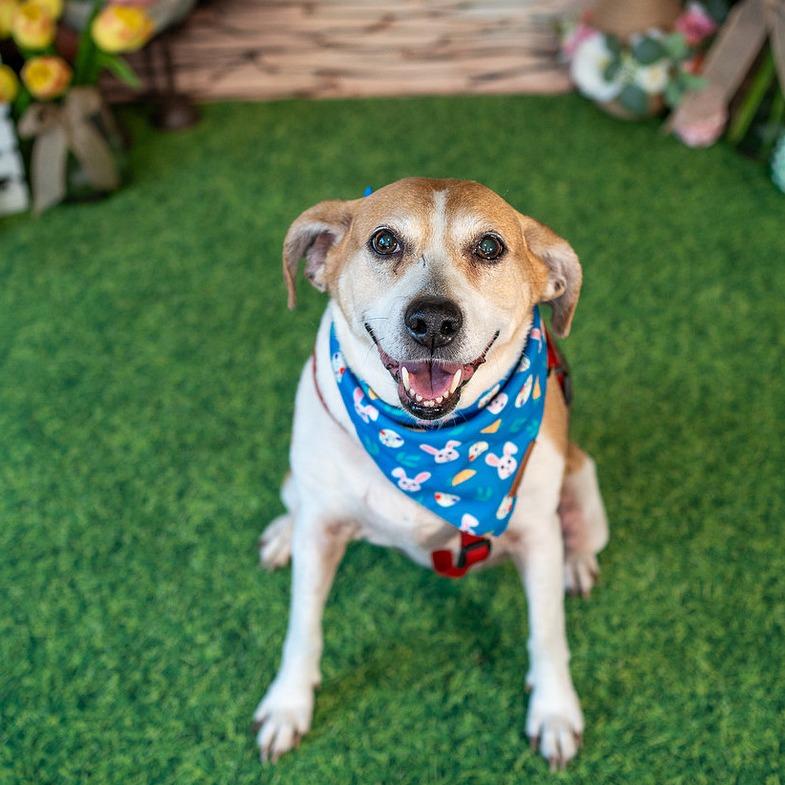 Enlarge Roxy, a Adoptable mixed breed in Aberdeen, NC image 1/6