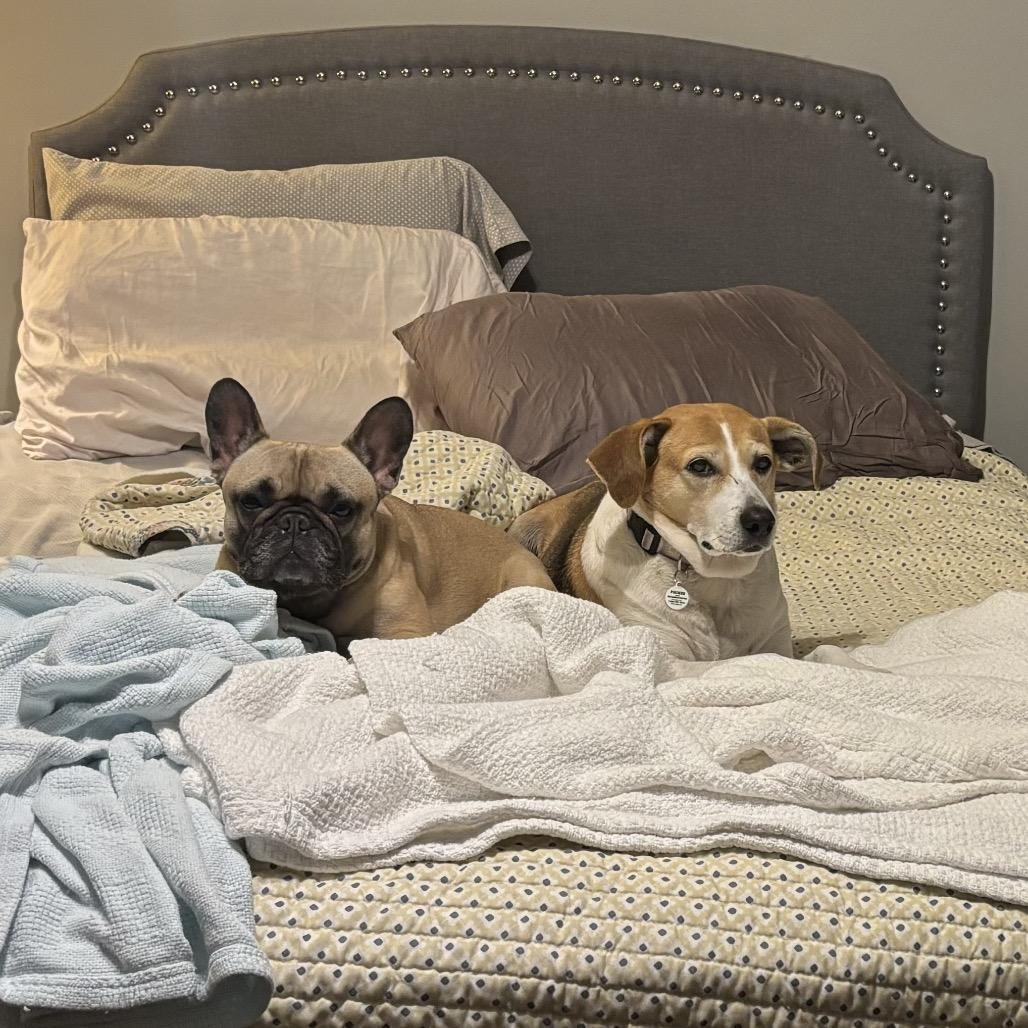 Roxy, a Adoptable mixed breed in Aberdeen, NC image 4/6