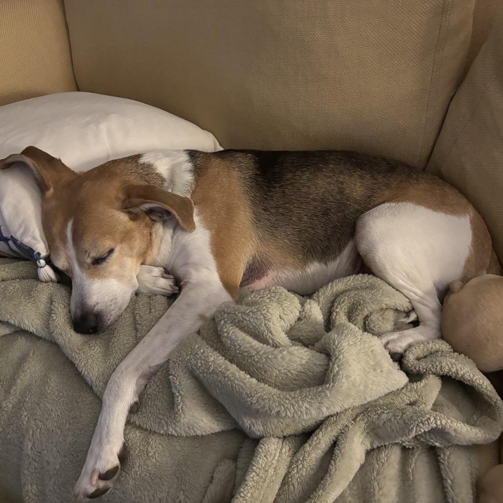 Roxy, a Adoptable mixed breed in Aberdeen, NC image 5/6