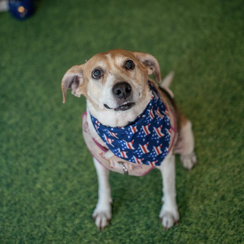 Roxy, a Adoptable mixed breed in Aberdeen, NC image 1/6