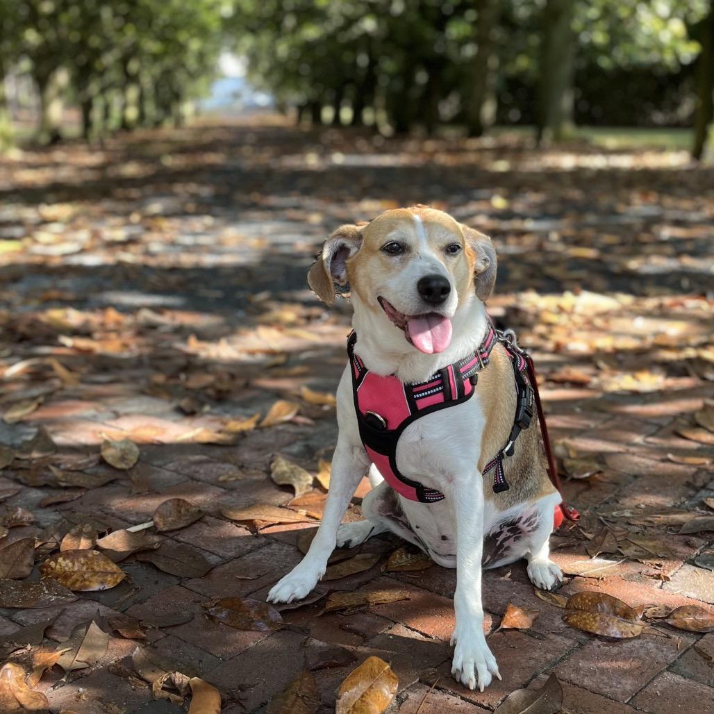 Roxy, a Adoptable mixed breed in Aberdeen, NC image 6/6