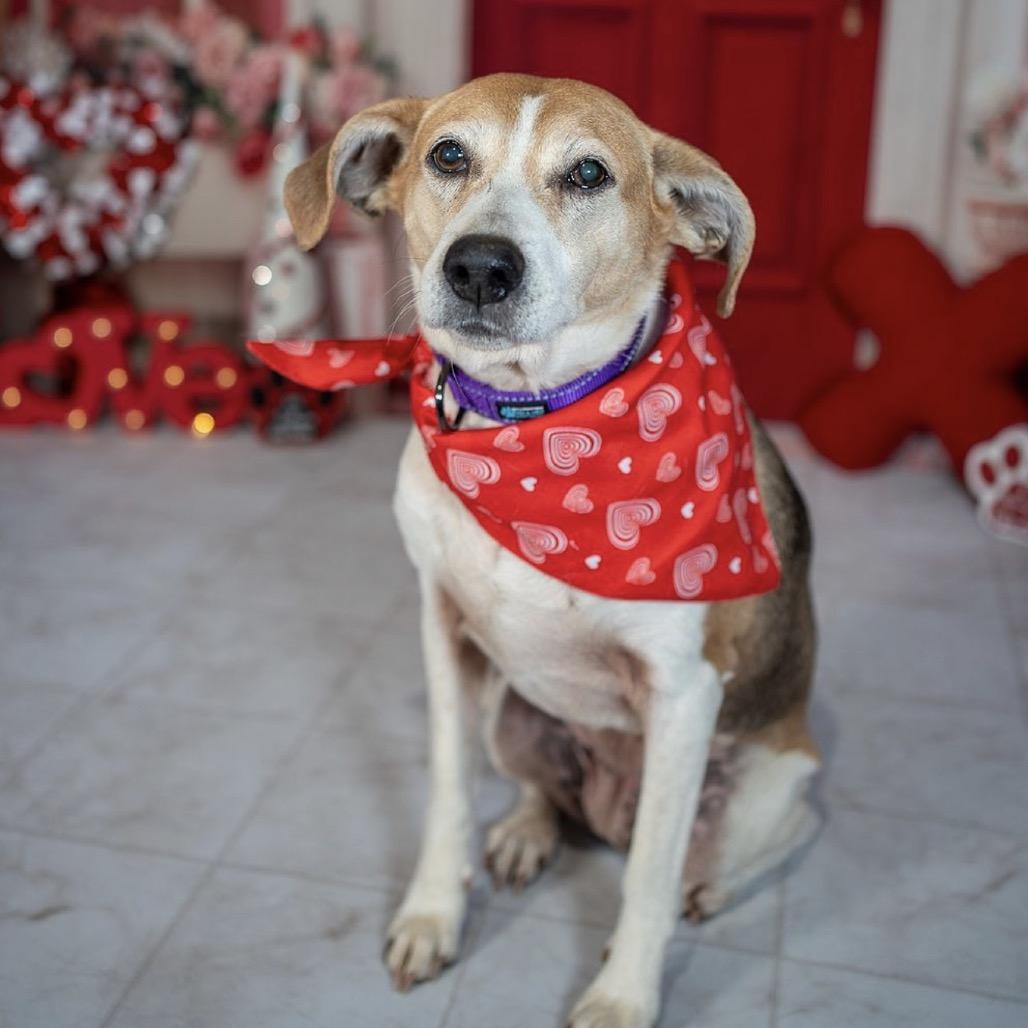 Roxy, a Adoptable mixed breed in Aberdeen, NC image 1/6