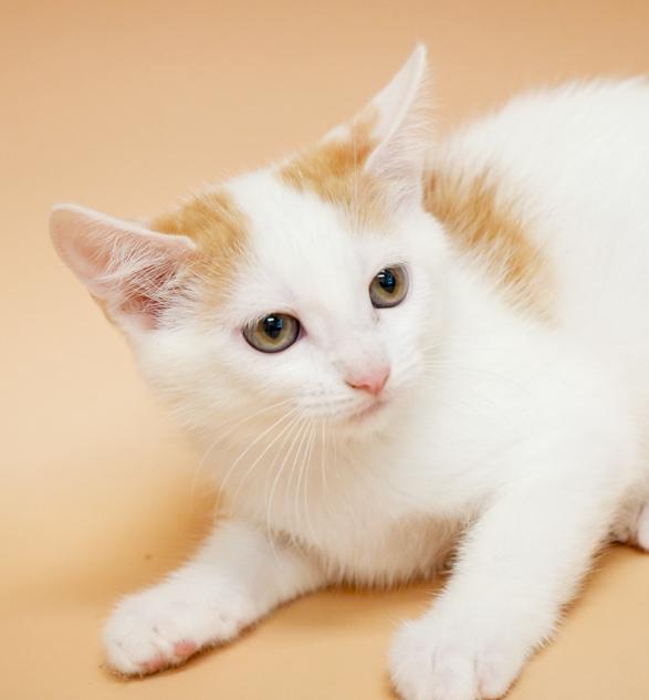 Cindy aka Cinderella is a dream come true!  Lap kitten!