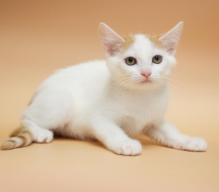 Cindy aka Cinderella is a dream come true!  Lap kitten!