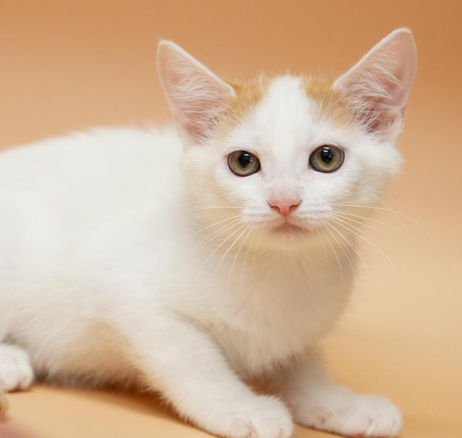 Cindy aka Cinderella is a dream come true!  Lap kitten!