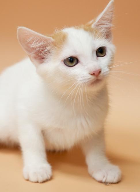 Cindy aka Cinderella is a dream come true!  Lap kitten!