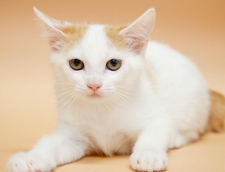 Cindy aka Cinderella is a dream come true!  Lap kitten!