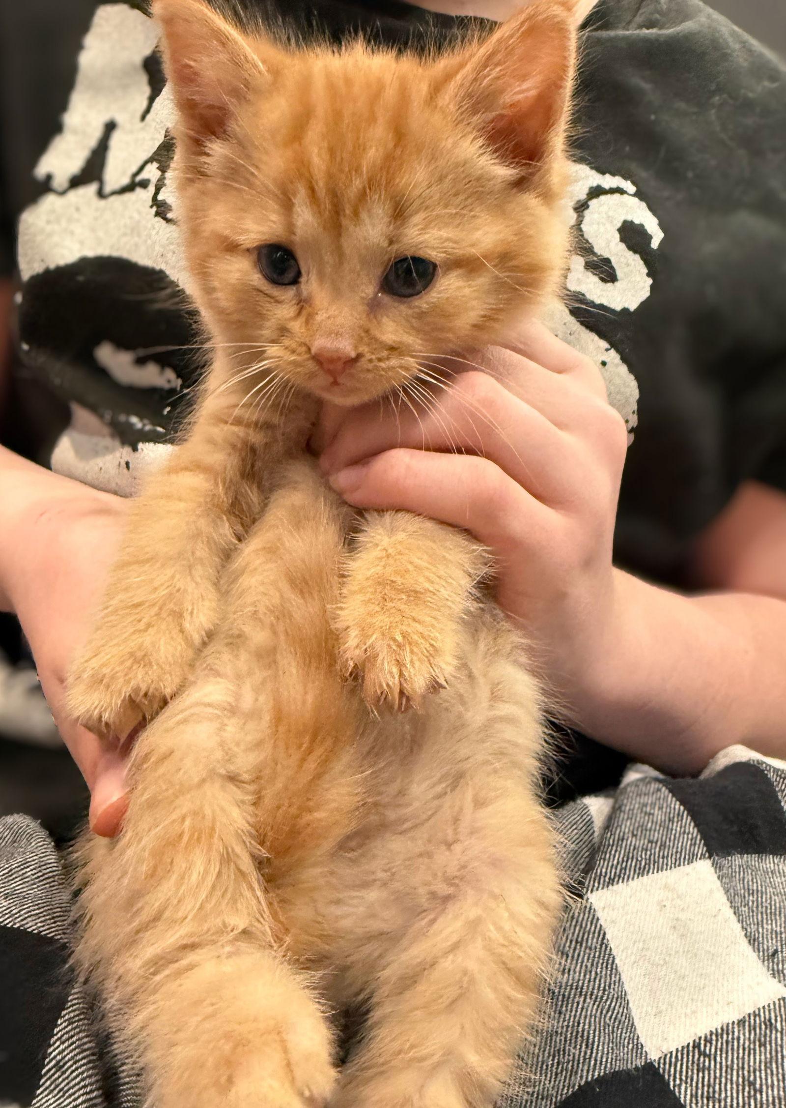 Enlarge *Garfield, a Adopted Domestic Short Hair in Forest, VA image 1/3