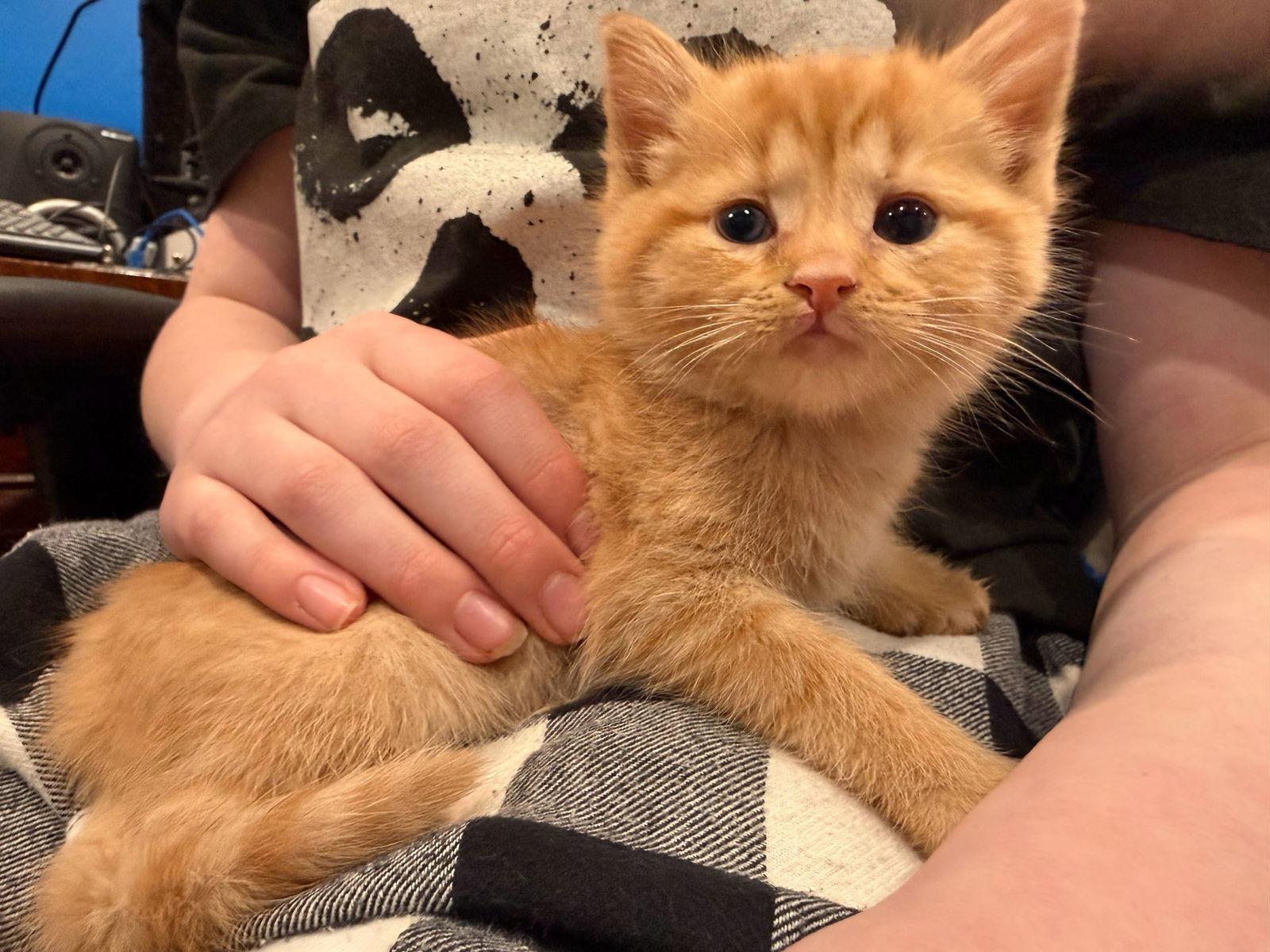 Enlarge *Garfield, a Adopted Domestic Short Hair in Forest, VA image 2/3