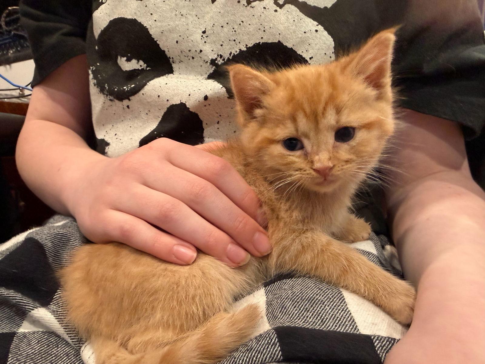 Enlarge *Garfield, a Adopted Domestic Short Hair in Forest, VA image 3/3