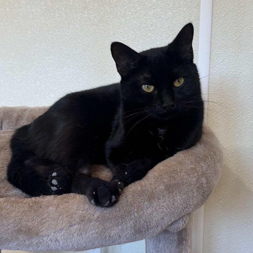 Aleera, a Adoptable Domestic Short Hair in Easton, PA image 1/6