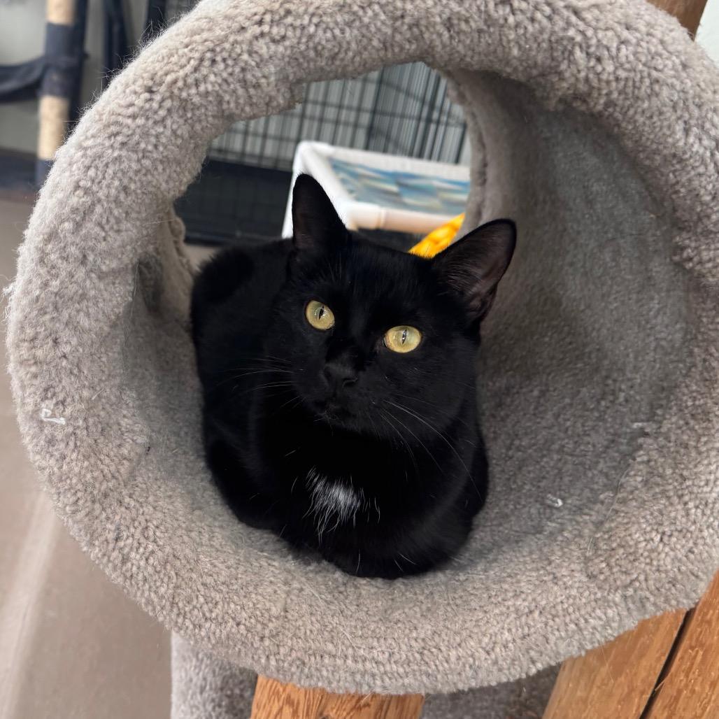 Aleera, a Adoptable Domestic Short Hair in Easton, PA image 2/6